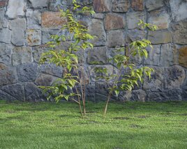 Young Trees 3D model