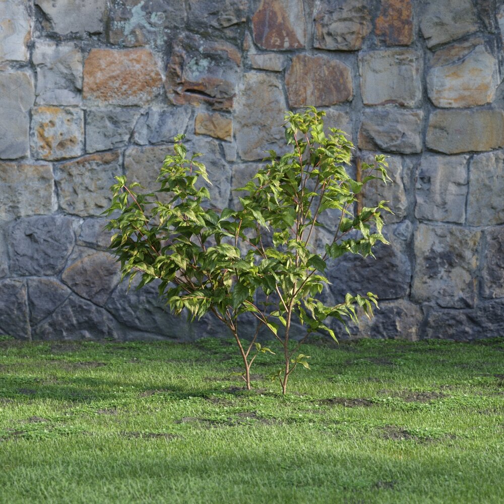 Young Tree 3d model
