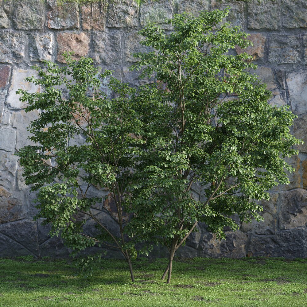 Verdant Green Tree 3D-Modell