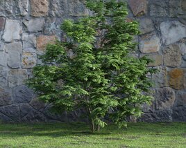Verdant Young Tree 3D 모델 