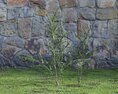 Solitary Sapling Against Stone Wall 3d model