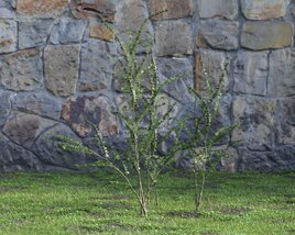 Solitary Sapling Against Stone Wall 3Dモデル