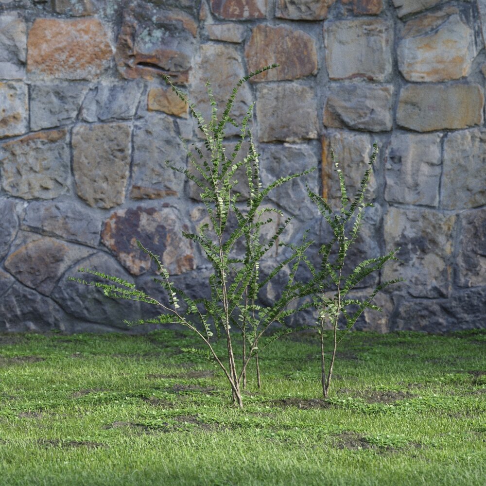 Solitary Sapling Against Stone Wall 3D model