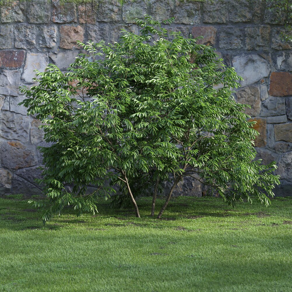 Verdant Garden Tree 3d model