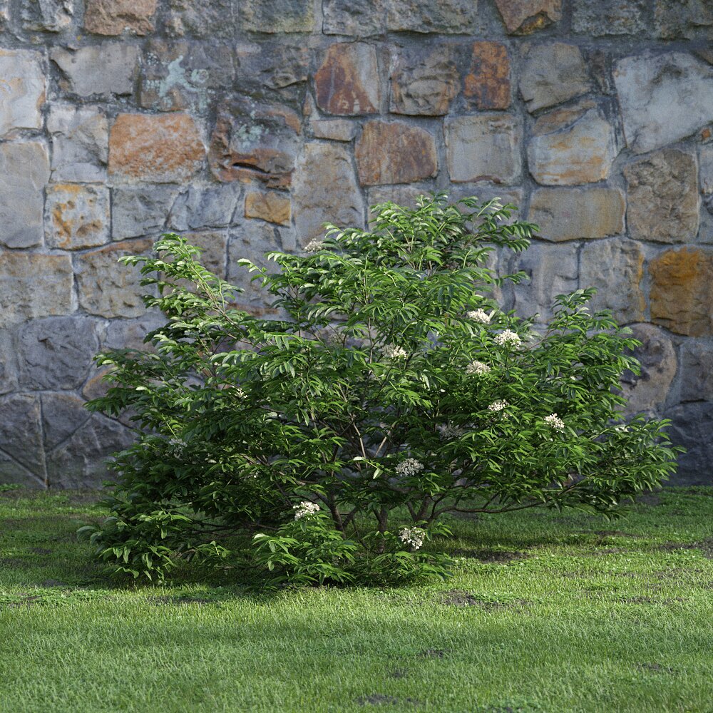 Garden Shrub in Bloom 3D-Modell