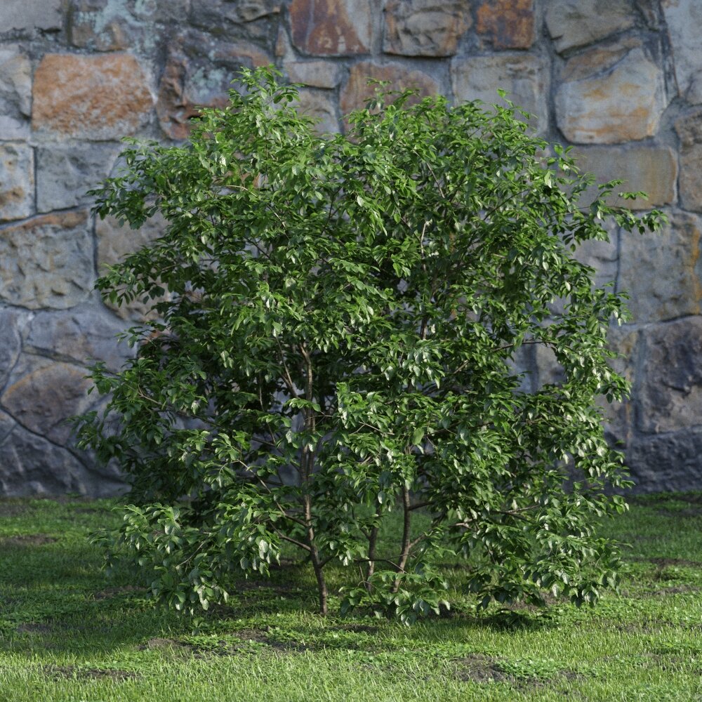 Young Leafy Tree 3D модель