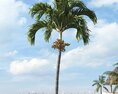Tropical Palm Tree 13 3d model