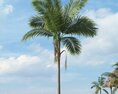 Tropical Palm Tree 18 3d model
