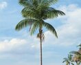 Tropical Palm Tree 26 Modèle 3d
