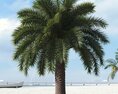 Tropical Palm Tree 24 3d model