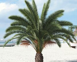 Tropical Palm Tree 06 3D-Modell