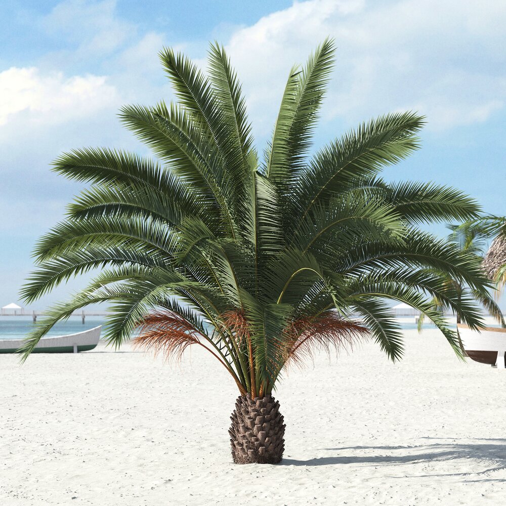Tropical Palm Tree 06 3D модель