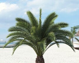 Tropical Palm Tree 05 3D-Modell