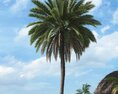 Tropical Palm Tree 12 3D модель