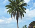 Tropical Palm Tree 11 3D-Modell