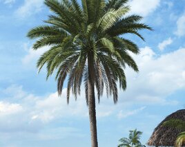 Tropical Palm Tree 11 3D-Modell