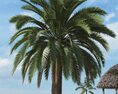 Tropical Palm Tree 10 3d model