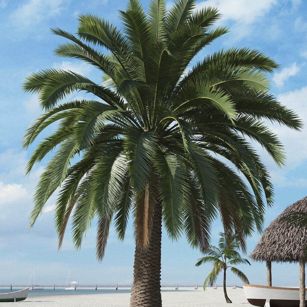 Tropical Palm Tree 10 3D-Modell