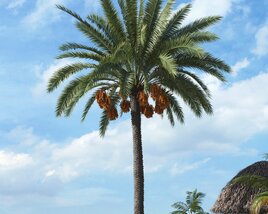 Tropical Palm Tree 17 Modello 3D