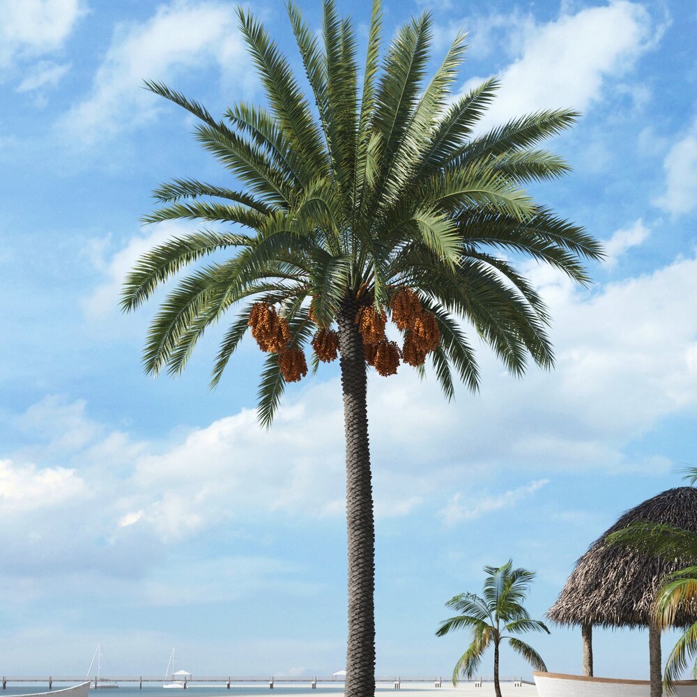 Tropical Palm Tree 17 3D-Modell