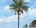 Tropical Palm Tree 16 3D-Modell