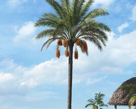 Tropical Palm Tree 16 3D model