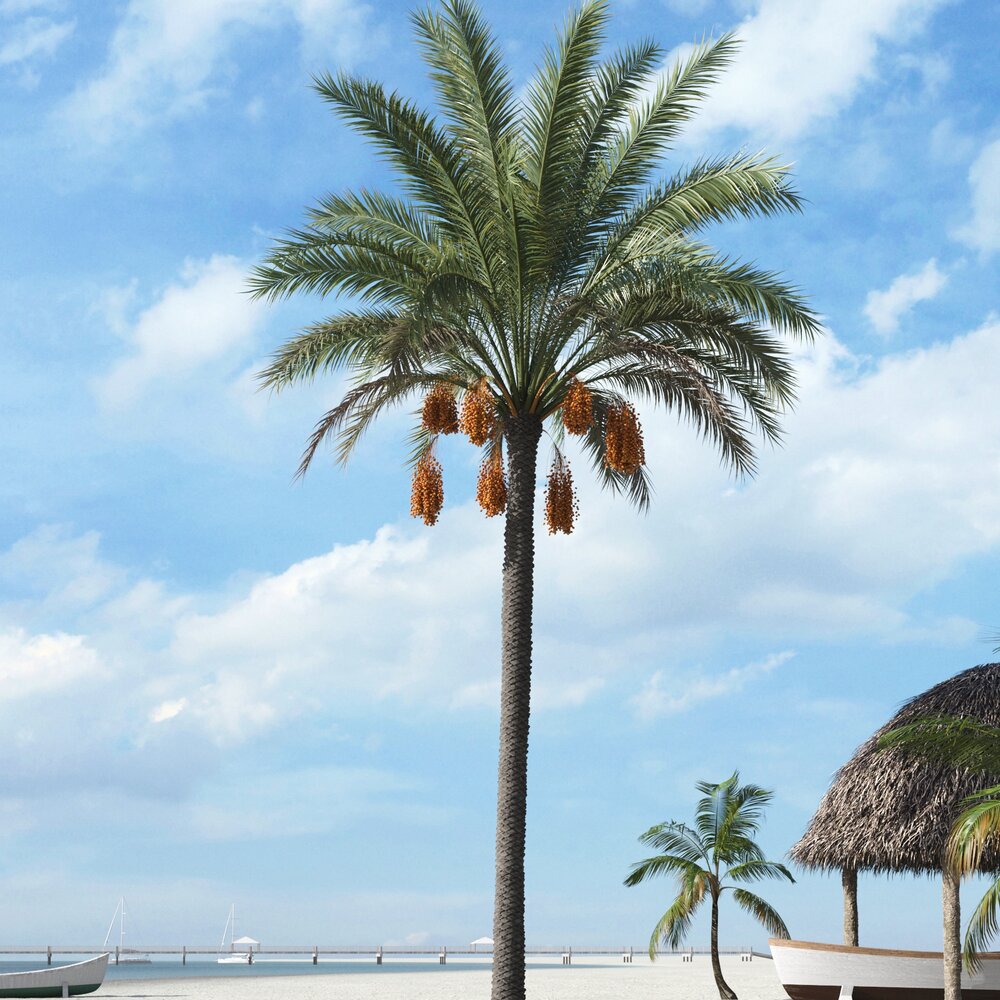 Tropical Palm Tree 16 3D-Modell