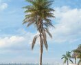 Tropical Palm Tree 02 Modèle 3d