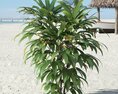 Beachside Palm Plant Modello 3D