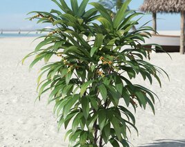 Beachside Palm Plant 3D модель