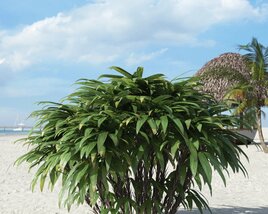 Tropical Beach Plant Modello 3D