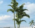 Tropical Palm Trees 02 3D модель