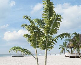Tropical Beach Palms Modèle 3D