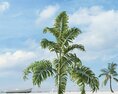 Tropical Palm Tree 04 3d model