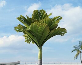 Tropical Small Palm 3D model