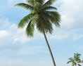 Tropical Palm Tree 07 3d model