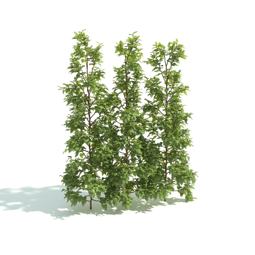 Young Tree Hedge 3D модель
