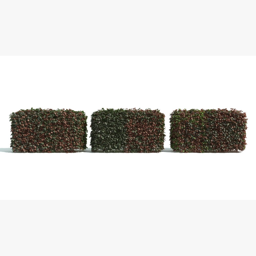 Three Hedge Boxes 02 3D-Modell