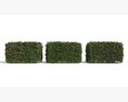 Three Hedge Boxes 3D-Modell