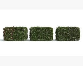 Three Hedge Boxes 3D-Modell