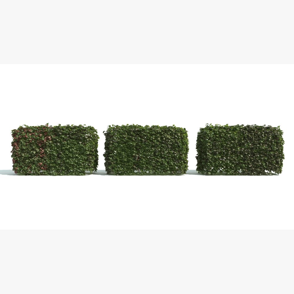 Three Hedge Boxes Modelo 3D