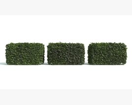 Set of Three Boxwood Hedges Modelo 3D