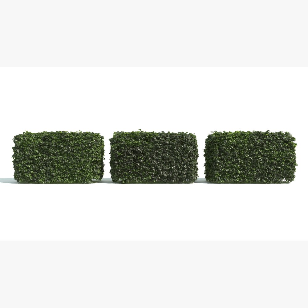 Set of Three Boxwood Hedges Modelo 3d