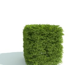 Green Shrub Cube Modello 3D
