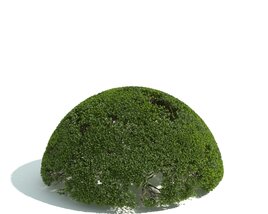 Trimmed Shrubbery Dome 3D 모델 