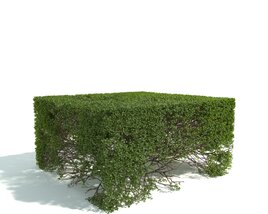 Trimmed Green Hedge 3D model