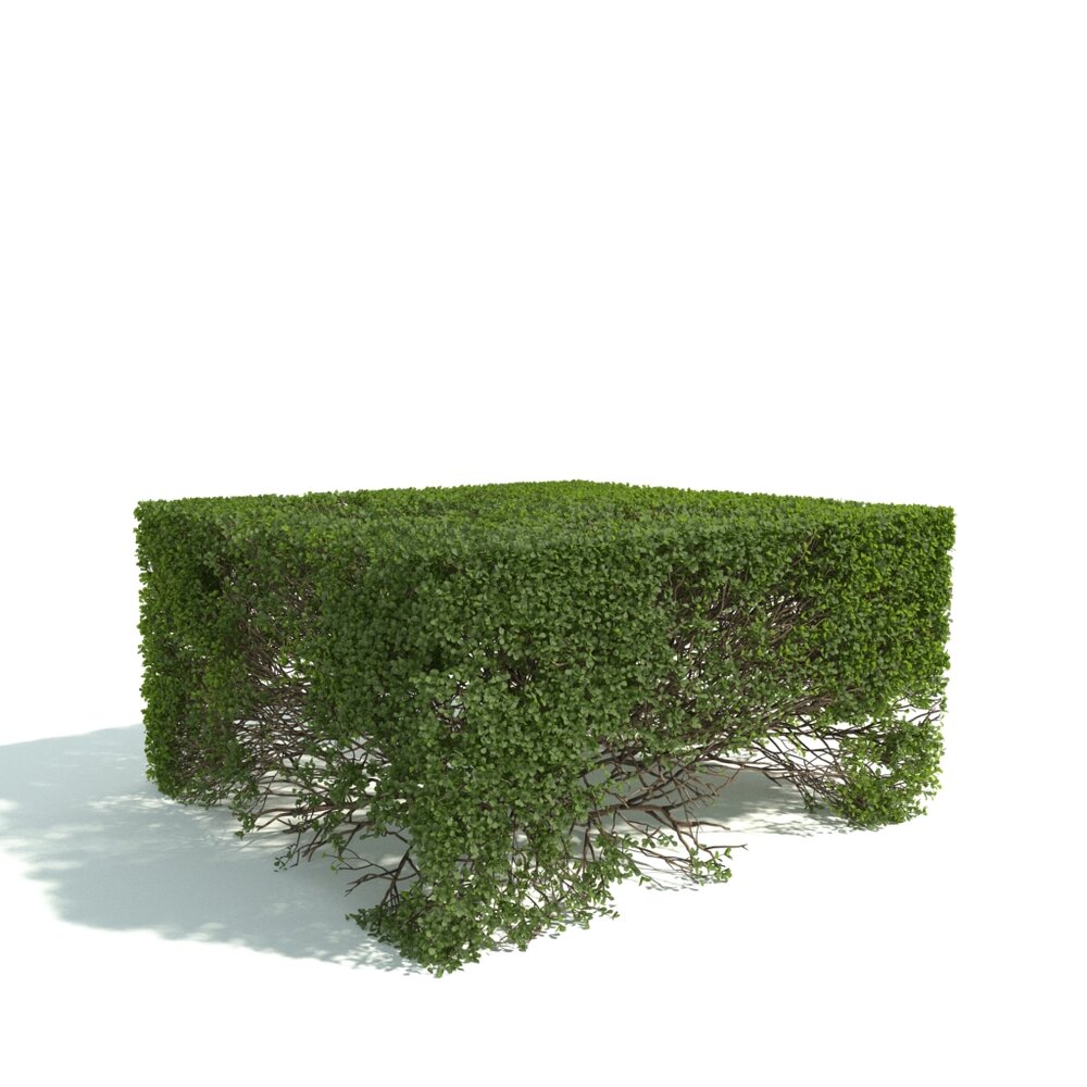 Trimmed Green Hedge 3D模型
