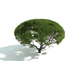 Small Park Verdant Tree Modello 3D
