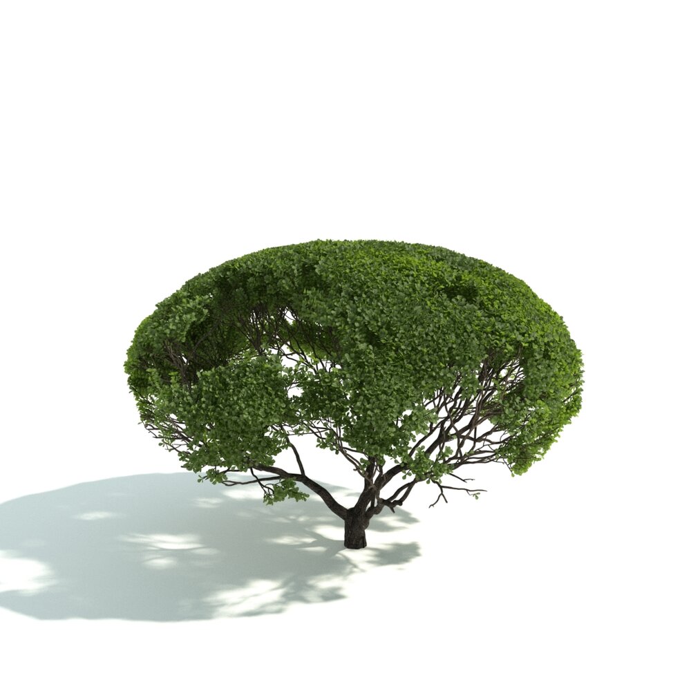 Small Park Verdant Tree 3d model
