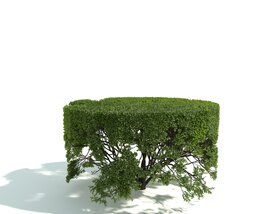 Garden Hedge Trimmed 3D model